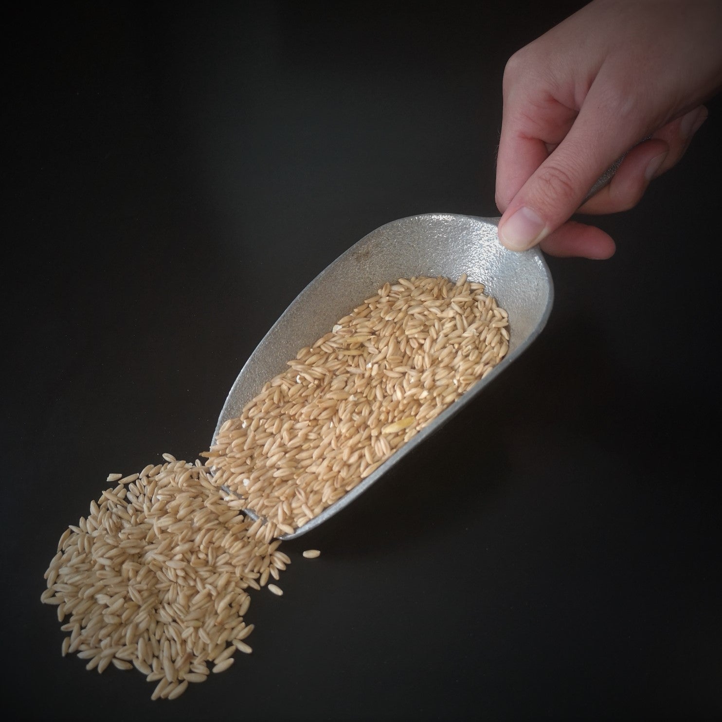 Avoine nue (riz de la Gaspésie) - Boulangerie Citron Confit